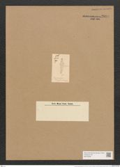 Encyonema gerstenbergeri Grun. (de-Toni-Nr.: Genus 34, Species 1494) Zeichnungen Sammlung Grunow Nr. 2894 (NHMW-BOT-W0370226)
